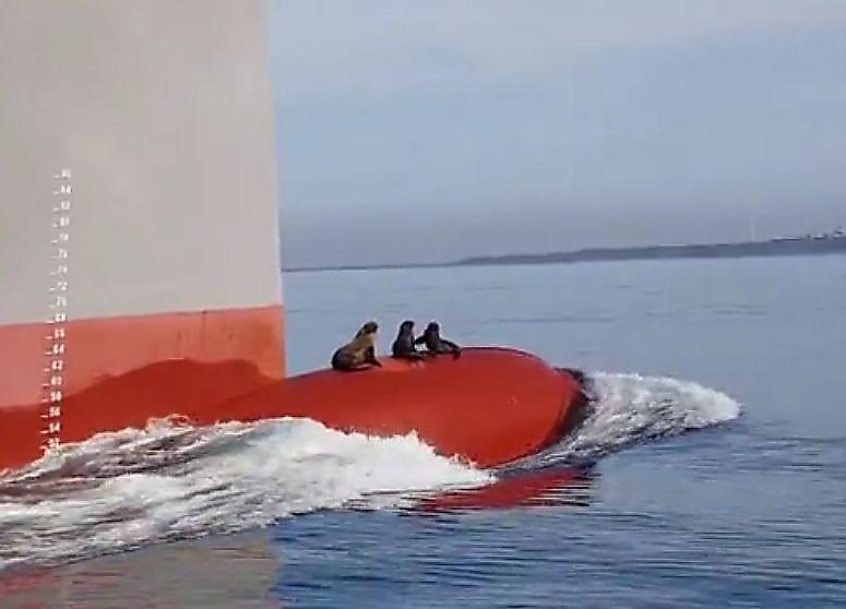 Три водоплавающих «безбилетника» совершили путешествие на носу судна в Австралии ▶