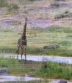 Застрявший посередине реки старый жираф, не выдержал конкуренции с молодым соперником 4