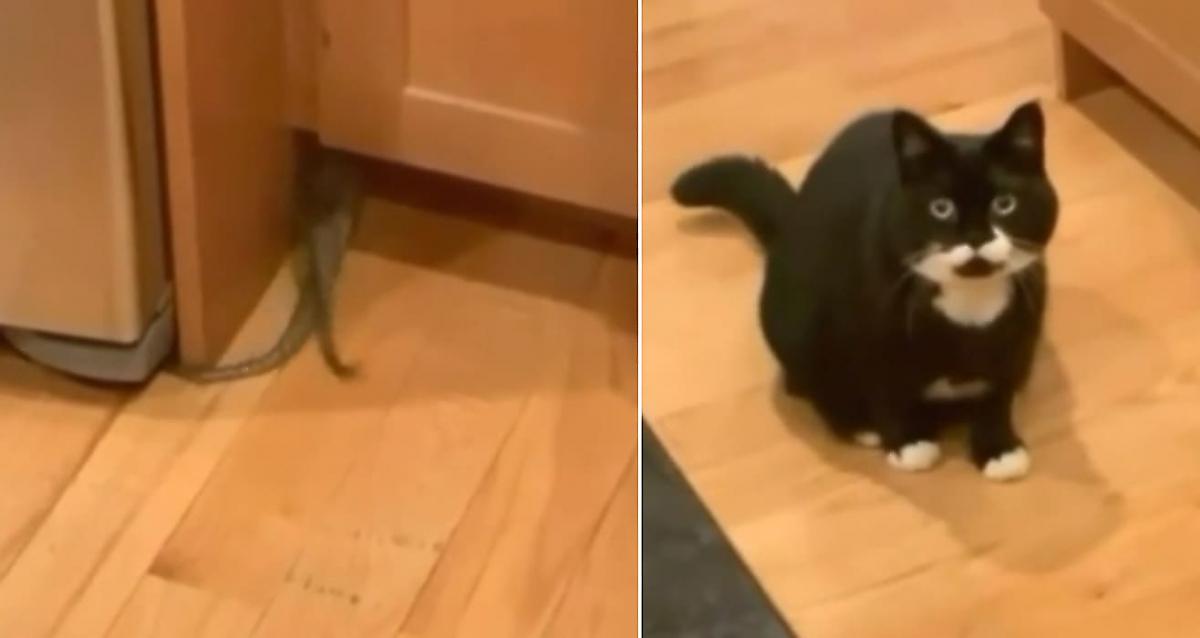 Змеиные хвосты, скрывшиеся под дверью, заинтриговали кота и его хозяина - видео
