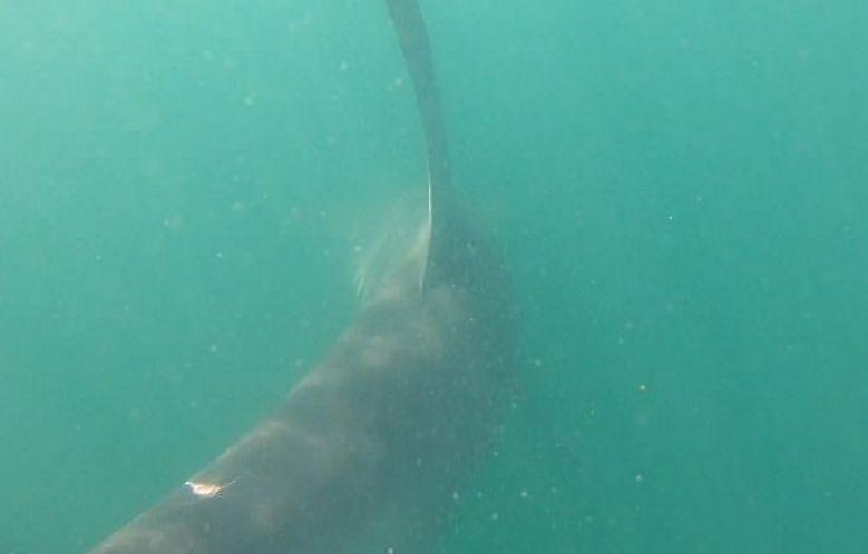 Акула-молот стащила добычу из рук рыбака - (Видео)
