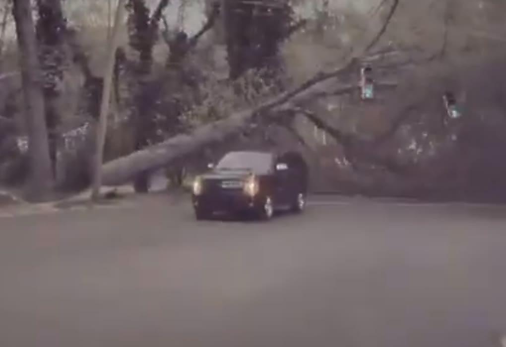 Автомобиль проскочил за долю секунды под падающим деревом и попал на видео в США