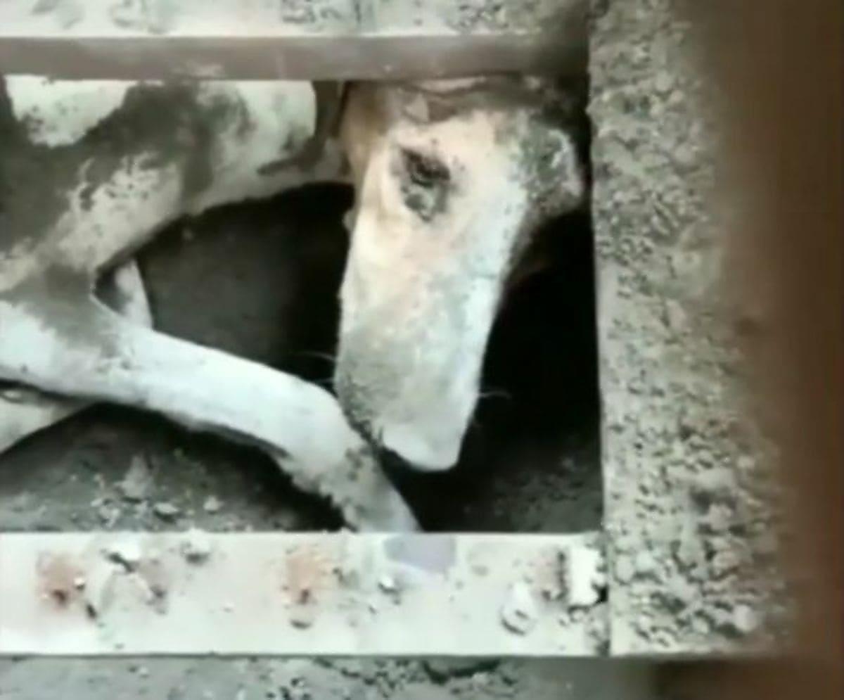 Бедный пёс, замурованный под землёй, 15 дней провёл без еды и питья