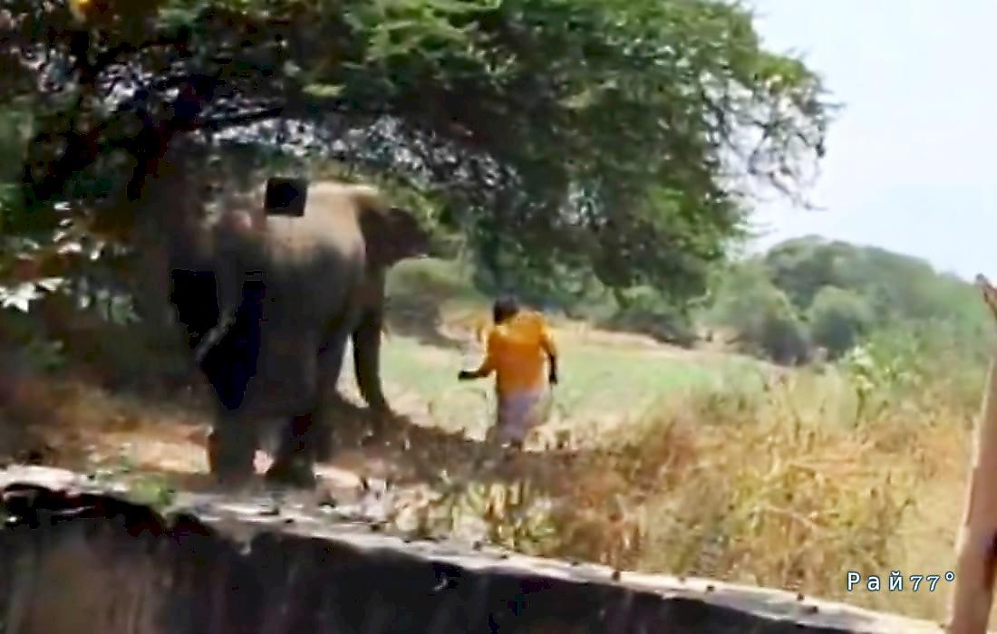 Бешеный слон устроил переполох в индийской деревне