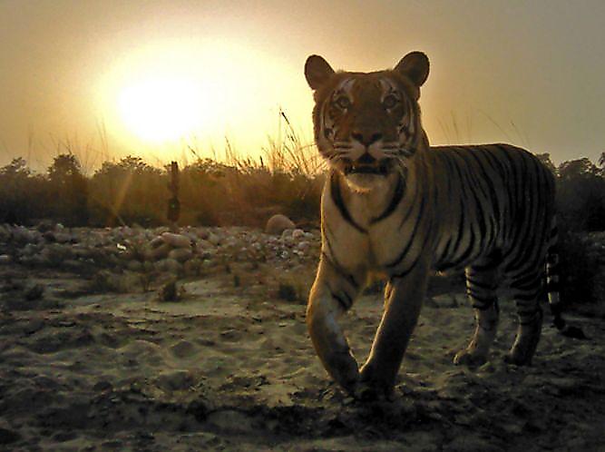 Браконьеры, охотясь на тигров, попали в полицейскую засаду в мангровых зарослях Бангладеш
