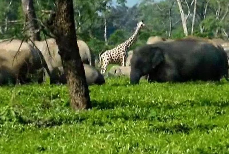 Индийские плантаторы установили чучело жирафа для борьбы со слонами ▶