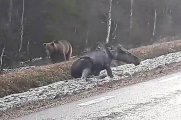 Медведь уволок лося подальше от шведской дороги ▶