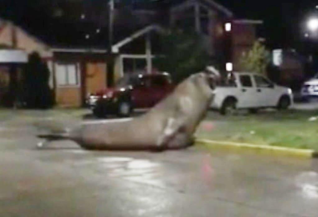 Морской слон, выбравшись из моря, вызвал переполох в чилийском городе - видео