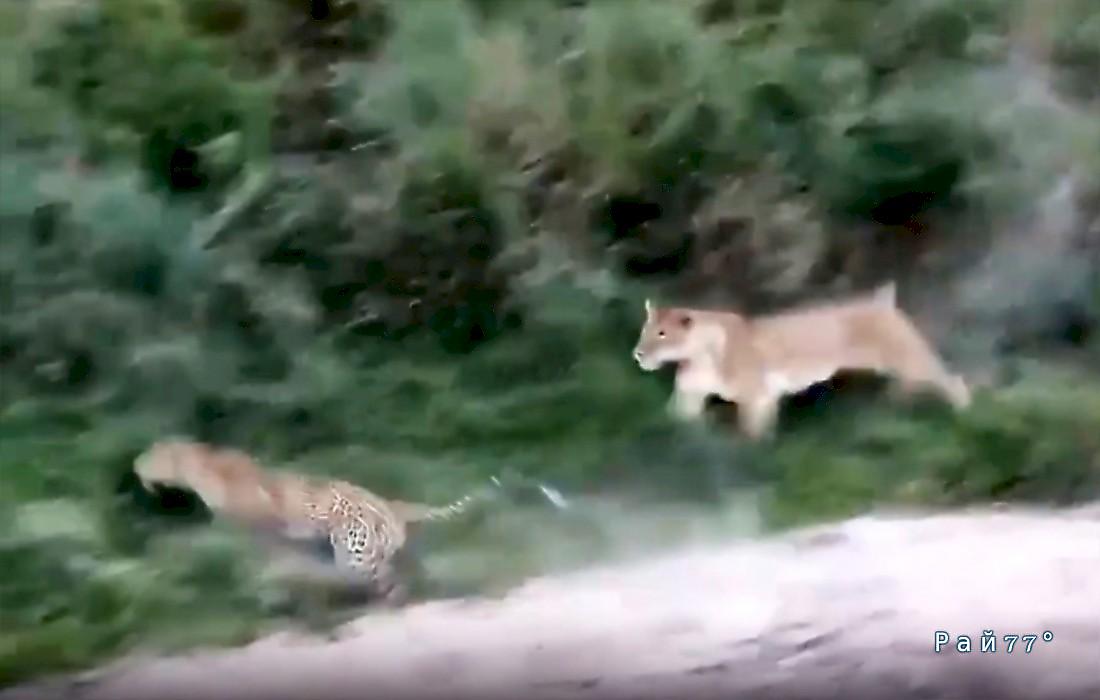 Охота одноглазой львицы на леопарда попала на видео в Кении