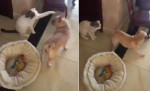 Пёс использовал запрещённый приём во время разборки с кошкой (Видео)