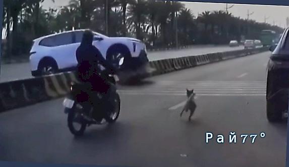 Пёс, сбежав от хозяина, чудом не угодил под колёса врезавшегося в легковушку мотоцикла