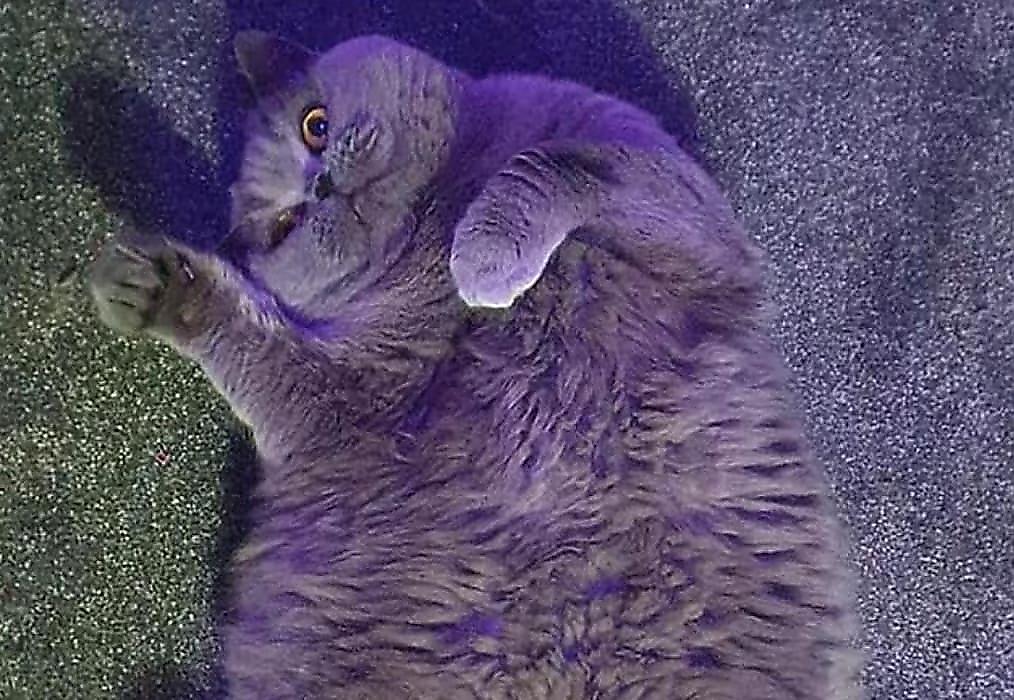 Хозяйка разжиревшей кошки призвала соседей перестать тайком кормить её питомца