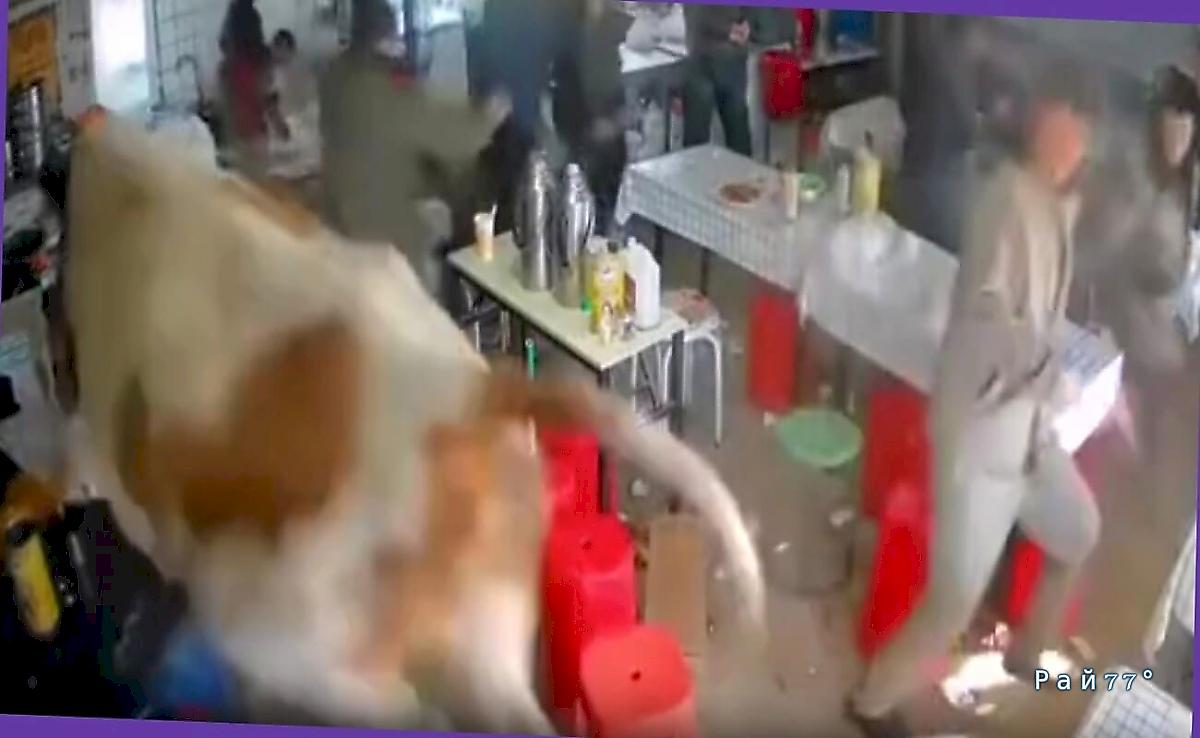 Сбежавшая бурёнка устроила переполох в китайской закусочной