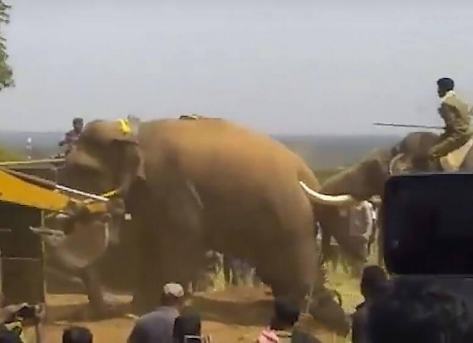 Спасатели загнали буйного слона в кузов, используя экскаватор и его приручённого соплеменника ▶