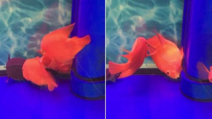 Тропическая рыбка отбила своего умирающего друга у черепахи (Видео)