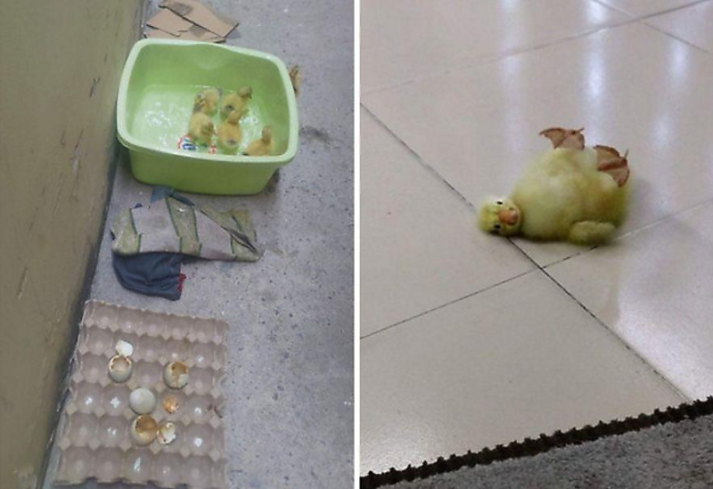 Вьетнамец, купивший на рынке яйца, через несколько дней стал обладателем утиного выводка ▶