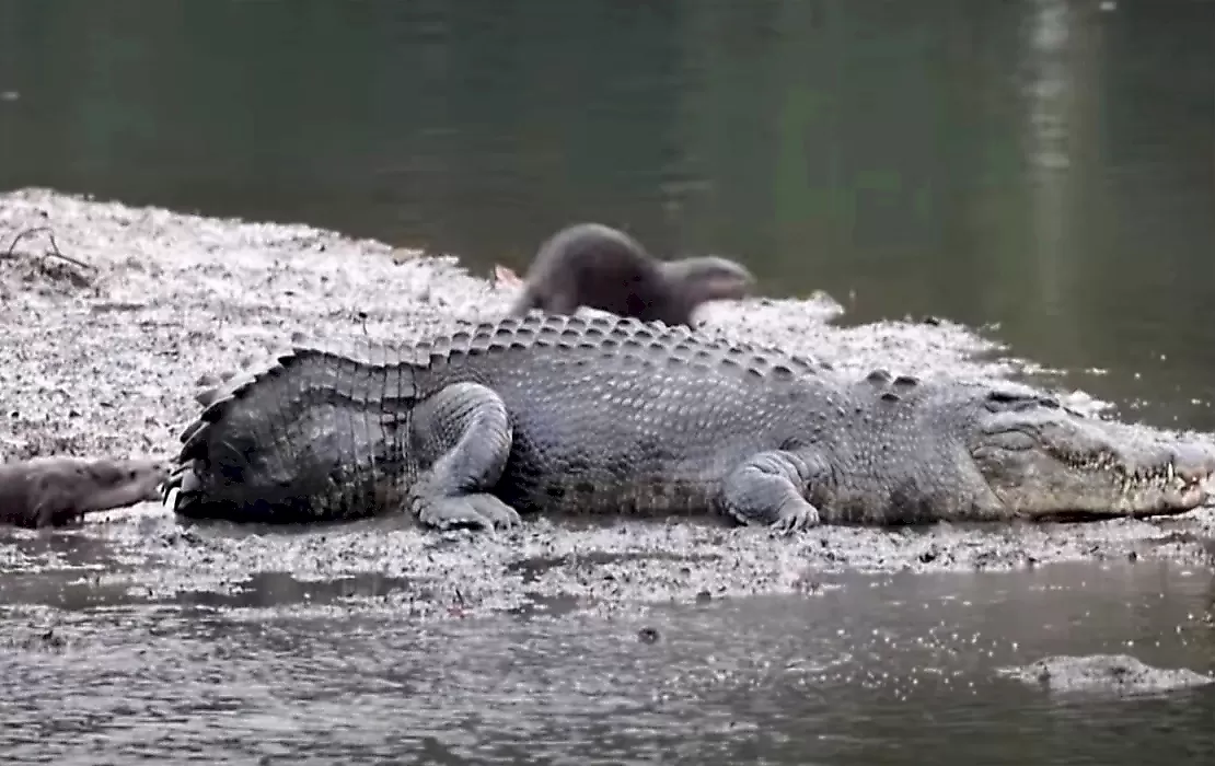 Выдра не поделила водоём с игуаной, пока её сородичи нападали на безхвостого крокодила: видео