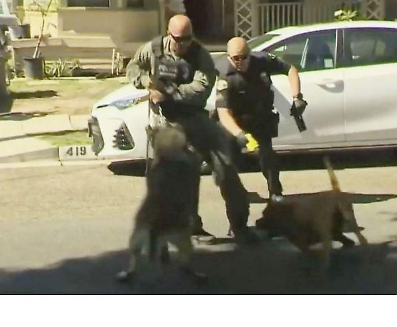 Злющий питбуль напал на служебного пса во время ареста сбежавшего подозреваемого ▶