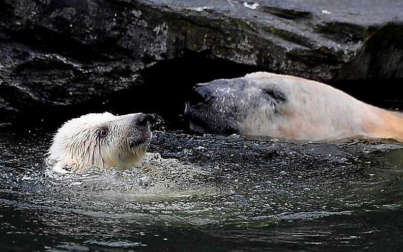 Белая медведица дала первый урок плавания своему детёнышу в берлинском зоопарке ▶