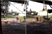 Бродячие псы вынудили медведя бежать из индийской деревни (Видео)