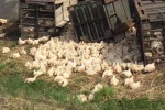 Грузовик с сотнями цыплят перевернулся на автотрассе в США (Видео) 1