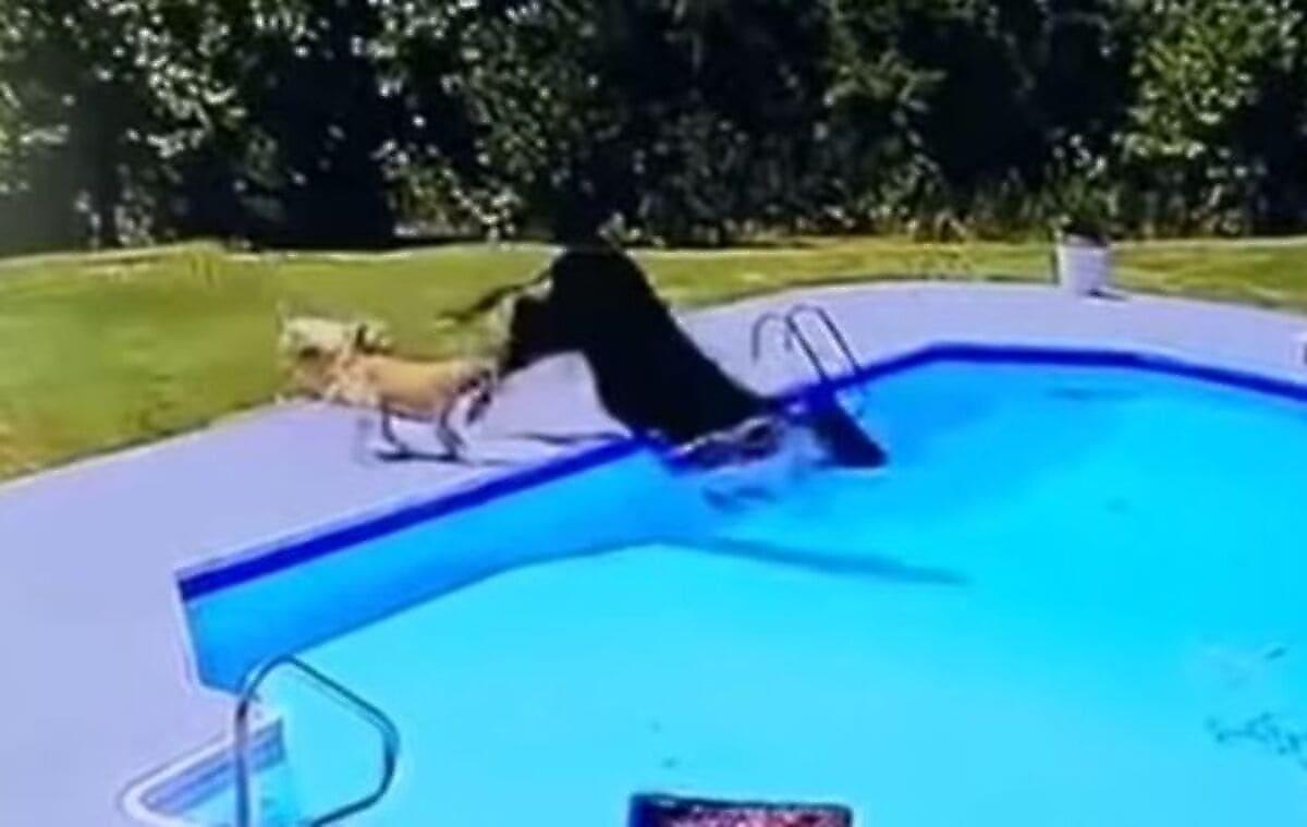 Корова, спасаясь от псов, нашла убежище в бассейне
