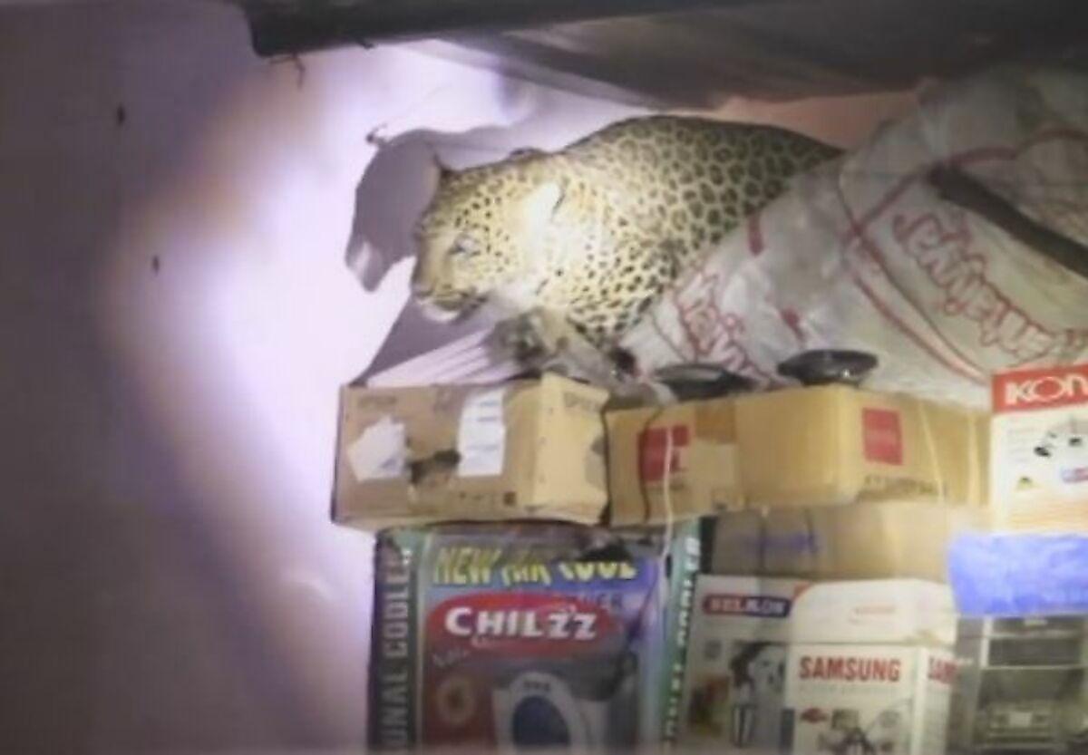 Леопард, гонясь за собакой, угодил в плен в индийском жилище