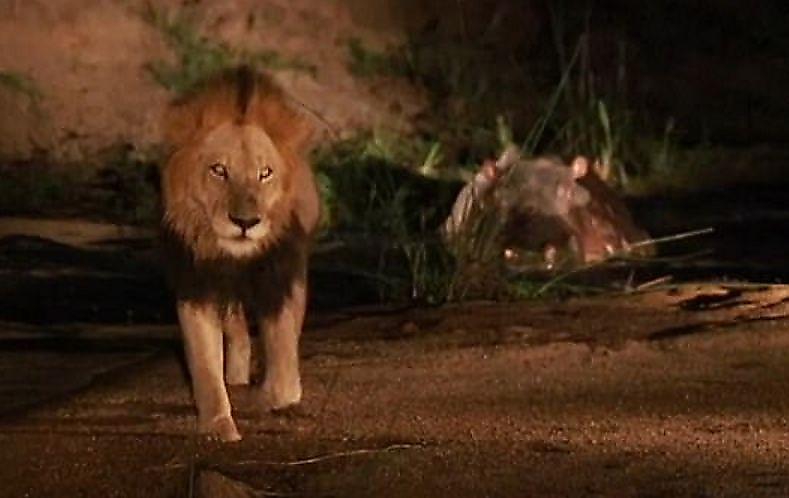 Львы выбрали добычу не по зубам, напав на бегемота в африканском заповеднике ▶