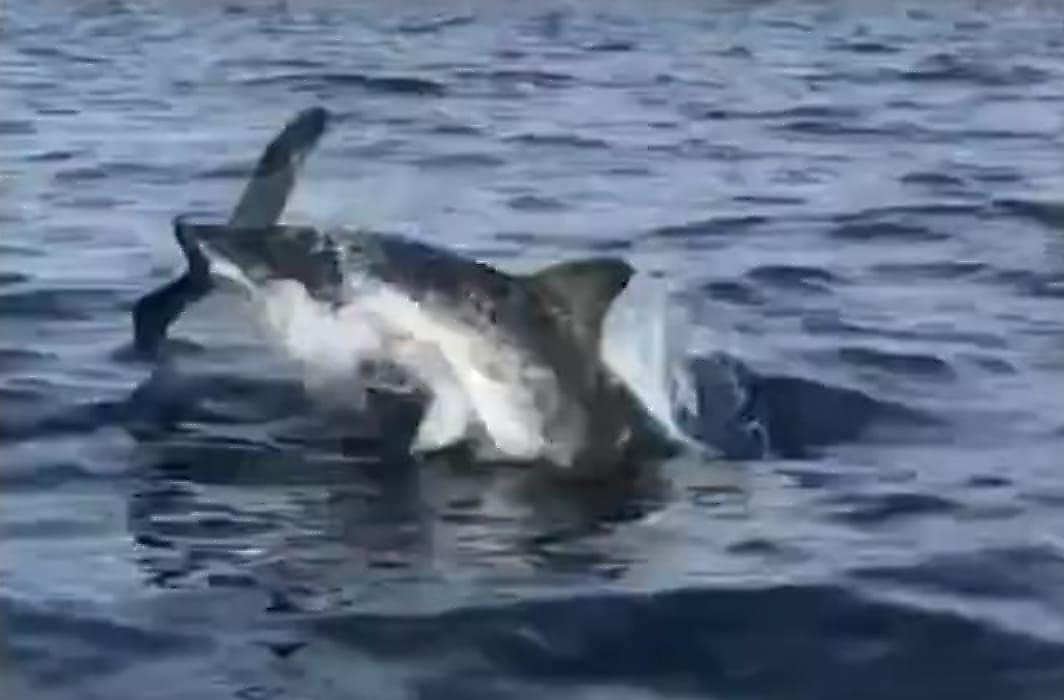 Морская птица перехитрила акулу, атаковавшую её
