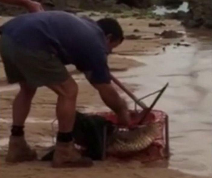 Пойманный в сети крокодил, лишил улова рыбаков в Австралии ▶