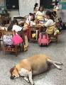 Школьникам запретили кормить разжиревшую собаку на Тайване (Видео) 2