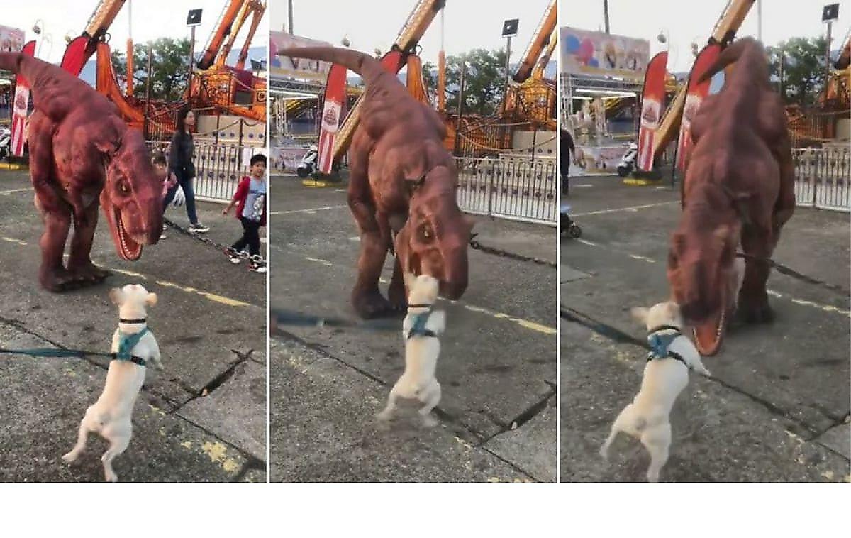Смелый пёс вцепился в ряженого динозавра на карнавале в Китае