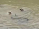 Собаки устроили бой со змеёй в мутном водоёме ▶