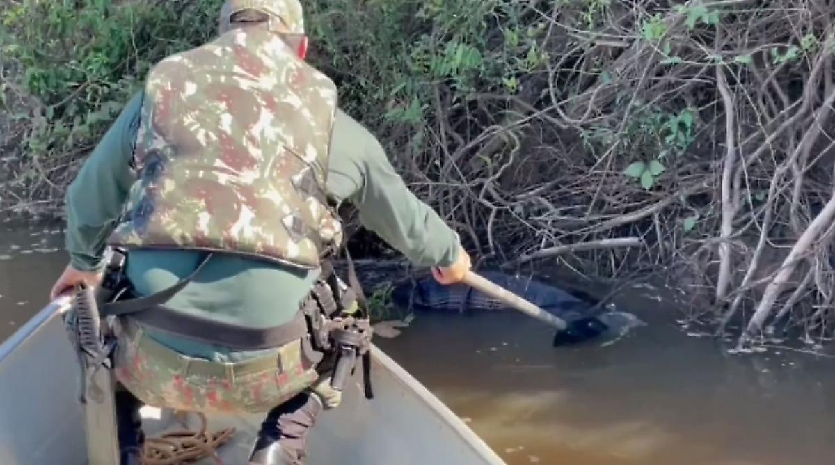 Сожравшая капибару анаконда застряла в водоёме и была спасена полицейским с лопатой в Бразилии