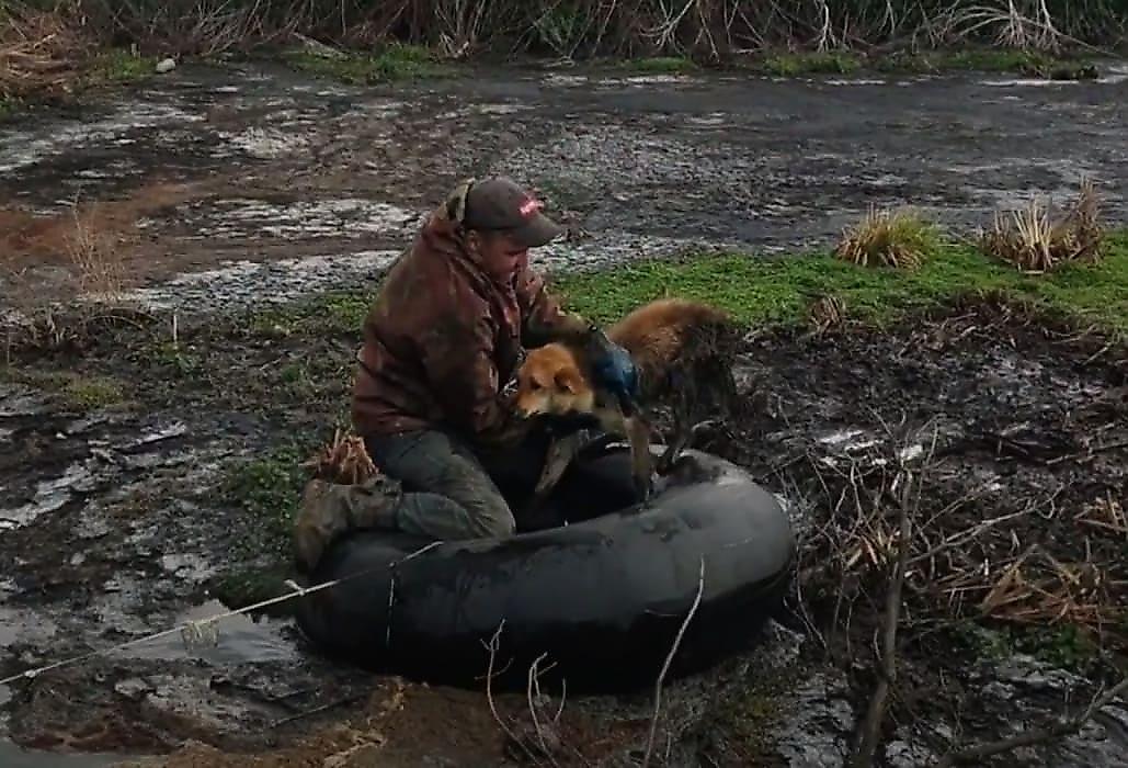 Спасение собаки, застрявшей в трясине, попало на видео в России