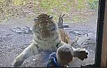 Стекло спасло ребёнка от атаки тигра, прервавшего фотосессию возле своего вольера