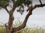 Охота терпеливого леопарда, атаковавшего с дерева антилопу, попала на видео в ЮАР
