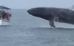 Туристы получили очень близкую встречу с горбатым китом у побережья Коста-Рики (Видео)