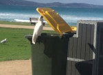 Умный какаду открыл мусорный контейнер и устроил «пикник» для соплеменников в Австралии