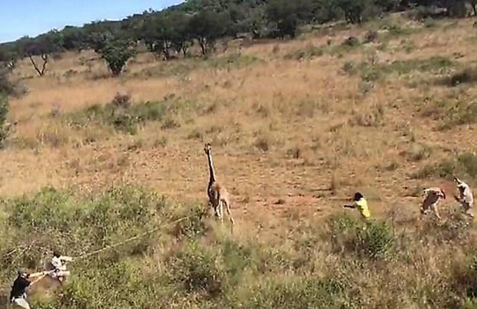 Жираф попытался убежать от работников африканского заповедника ▶