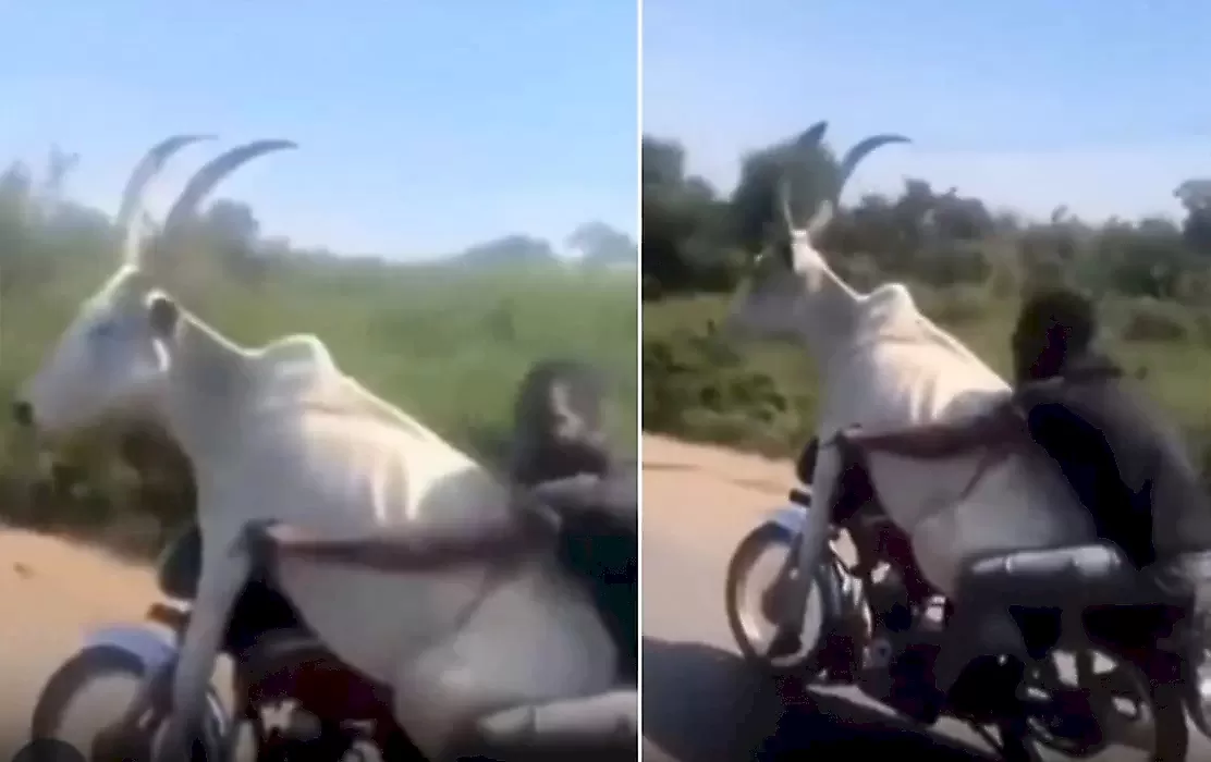 Африканец прокатил корову на мотоцикле и прославился в Сети