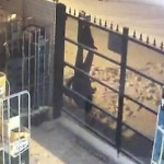 Бельгийский воришка повис на заборе при попытке ограбить магазин (Видео)