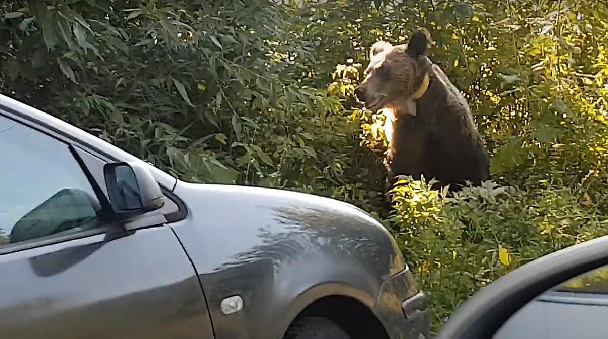 Драматичное противостояние медвежьего семейства с туристами за еду попало на видео в румынском лесу
