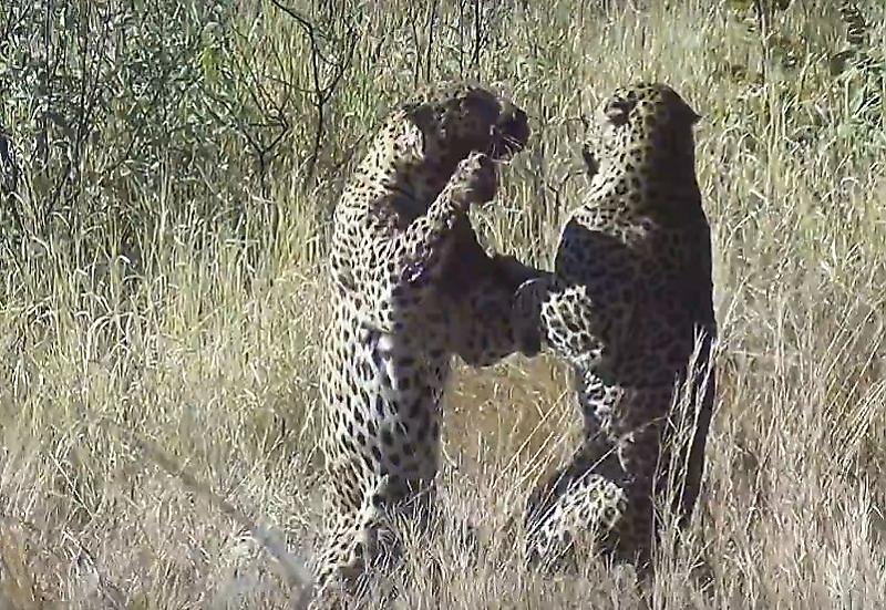 Два леопарда не поделили бородавочника в ЮАР ▶