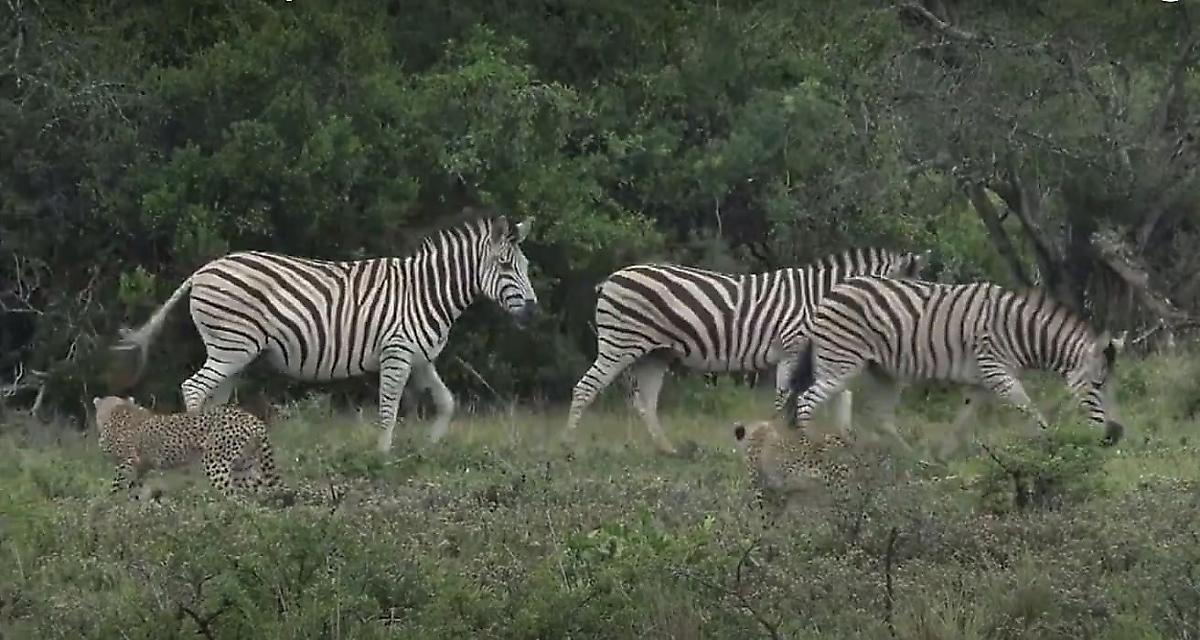 Гепарды выбрали добычу не по зубам и устроили погоню за зебрами в африканском заповеднике