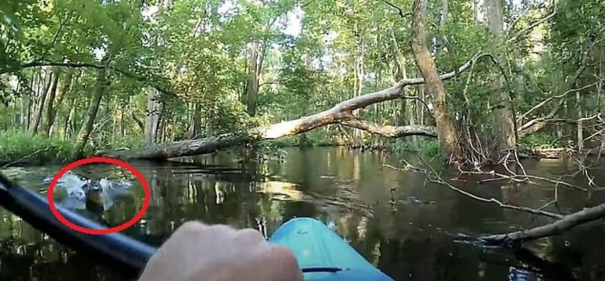 Каякер, сплавляясь по реке, чуть не стал добычей аллигатора в США