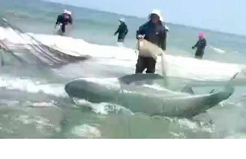 Китайские рыбаки освободили угодившую в сети акулу ▶