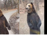 Пользователи соцсетей пожалели прямоходящего медведя, встречающего туристов в корейском парке ▶