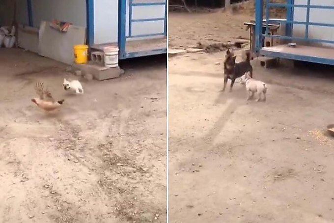 Пёс не допустил кровопролития и отбил курицу у своего соплеменника на скотном дворе (Видео)