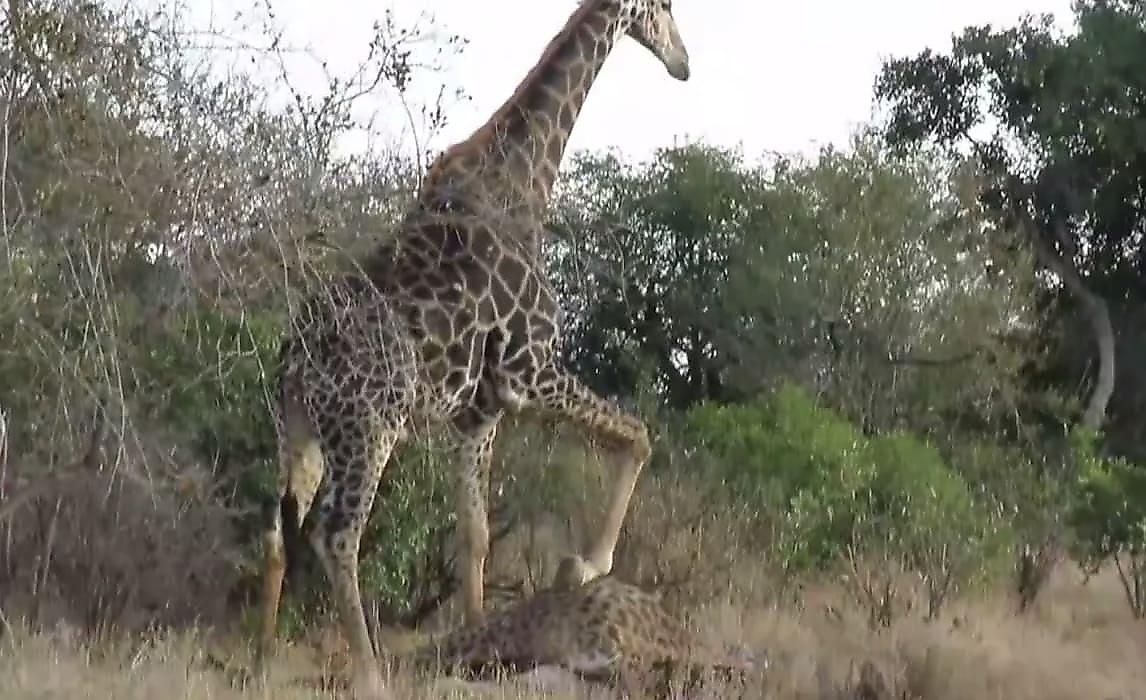 Схватка жирафов с нокаутом попала на видеокамеру в парке ЮАР