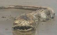 Странное существо вымыло на побережье Мексики (Видео)